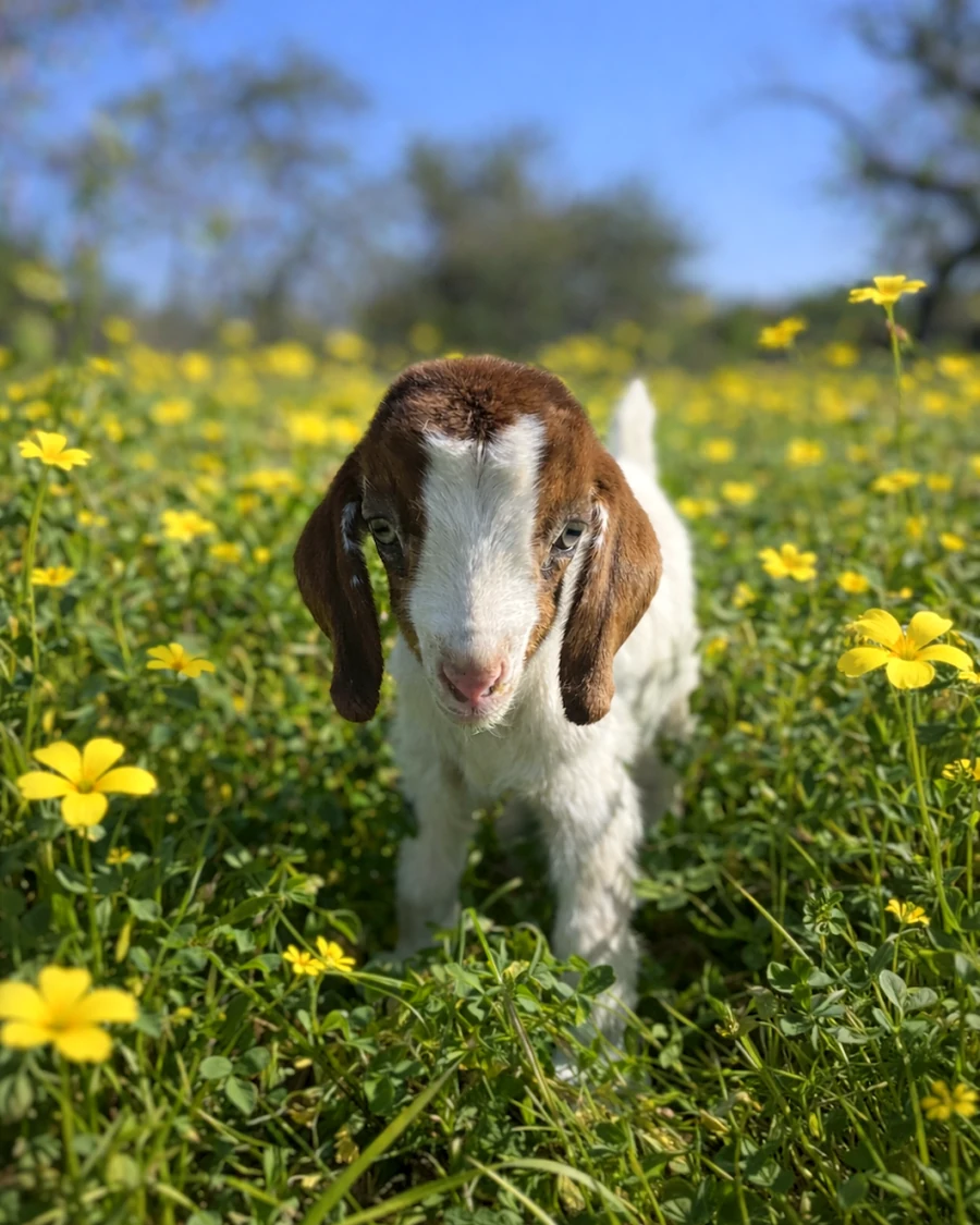 A young Boer goat kid standing in a sunlit pasture of clover and yellow wildflowers at Tradewinds Ranch