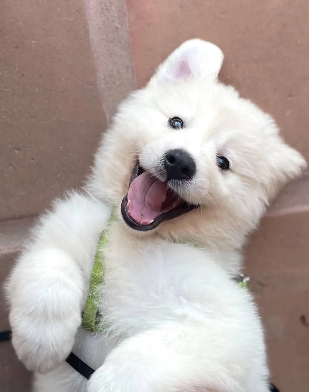Kylo, the family’s Great Pyrenees, at Tradewinds Ranch