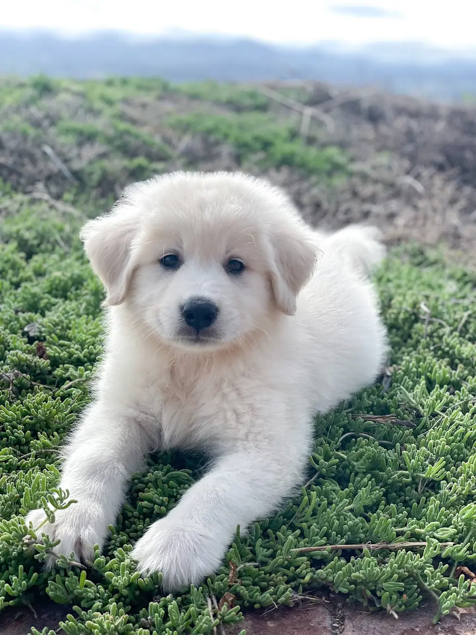 Kylo, the family’s Great Pyrenees, at Tradewinds Ranch