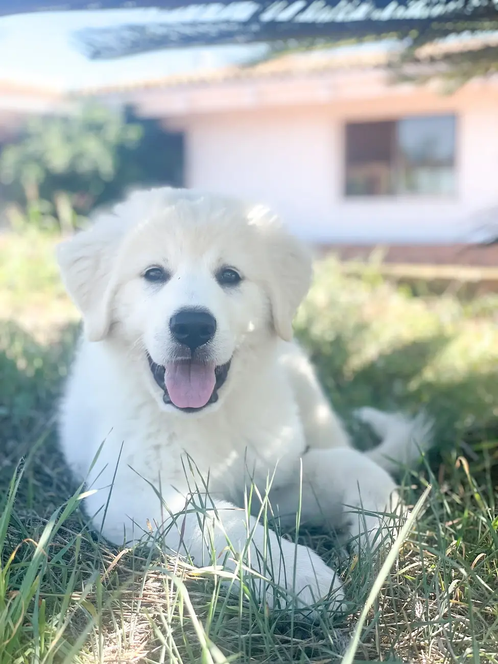 Kylo, the family’s Great Pyrenees, at Tradewinds Ranch