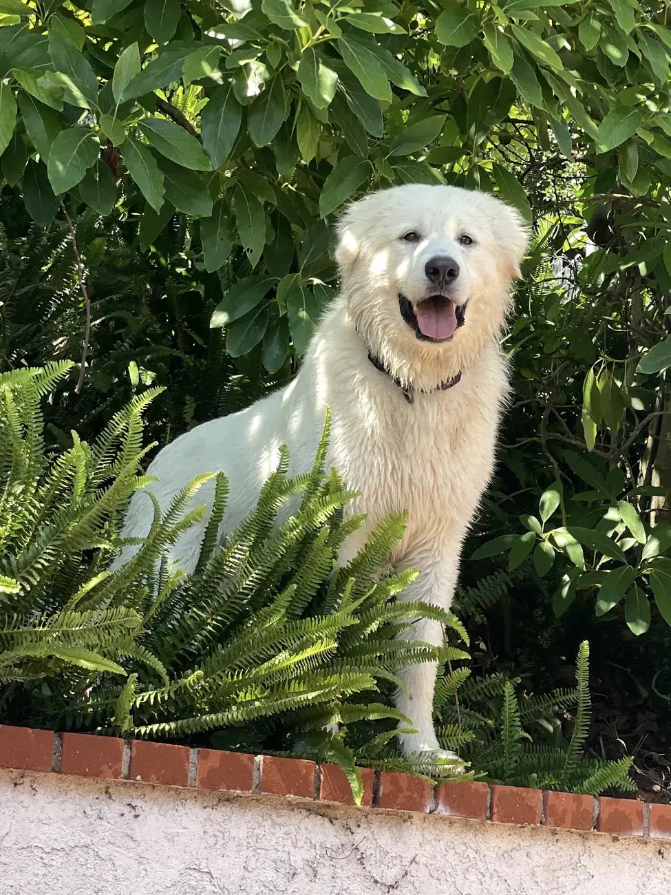 Kylo, the family’s Great Pyrenees, at Tradewinds Ranch