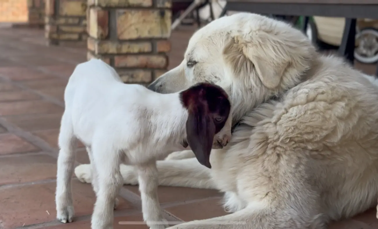 Kylo, the family’s Great Pyrenees, at Tradewinds Ranch