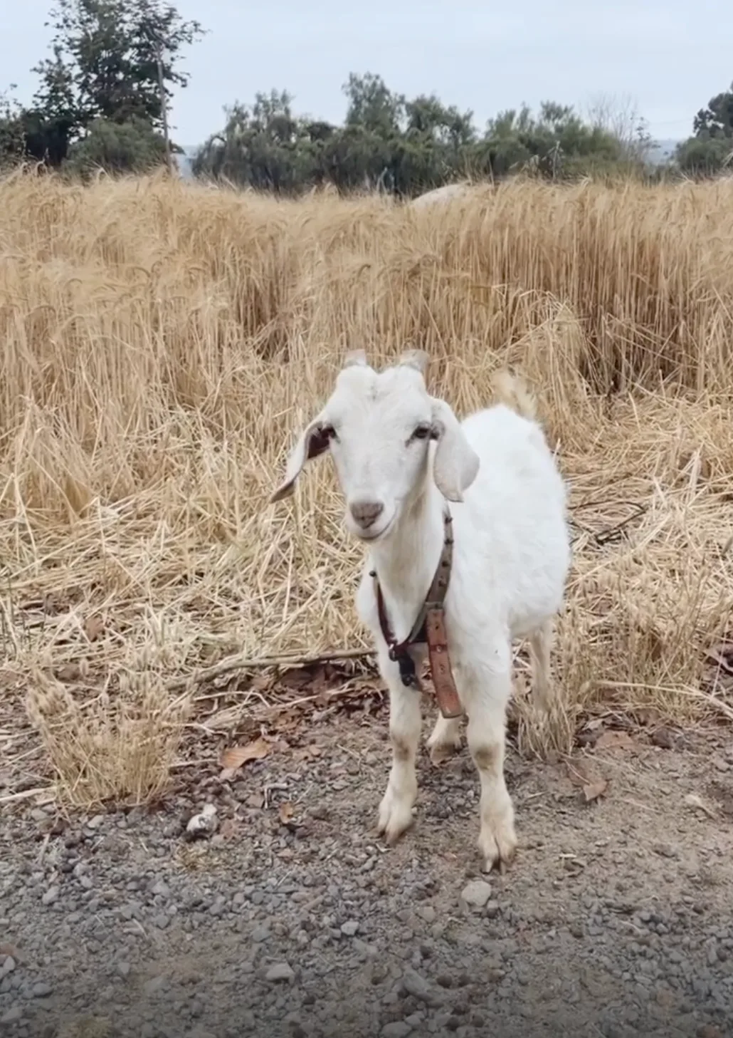 One of the ranch goats standing at the edge of dry summer grass