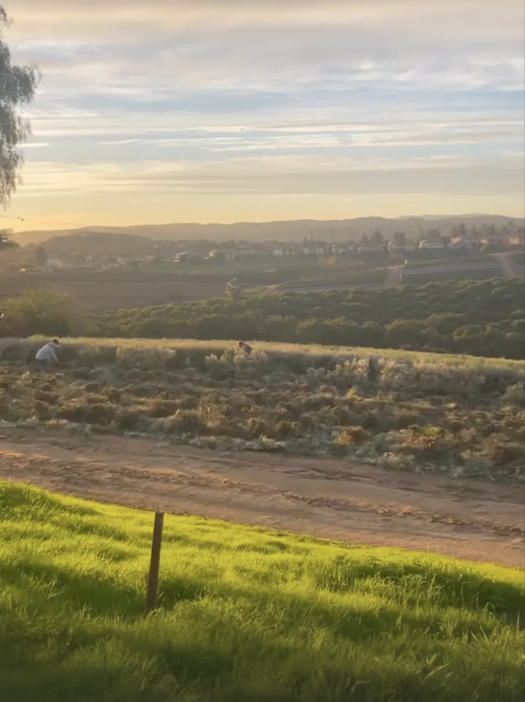 The hilltop at sunrise, the last rows of a finished season being cleared