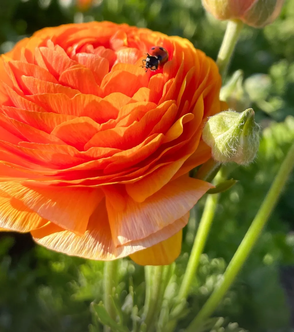 A ladybug resting on an orange ranunculus bloom in the flower field