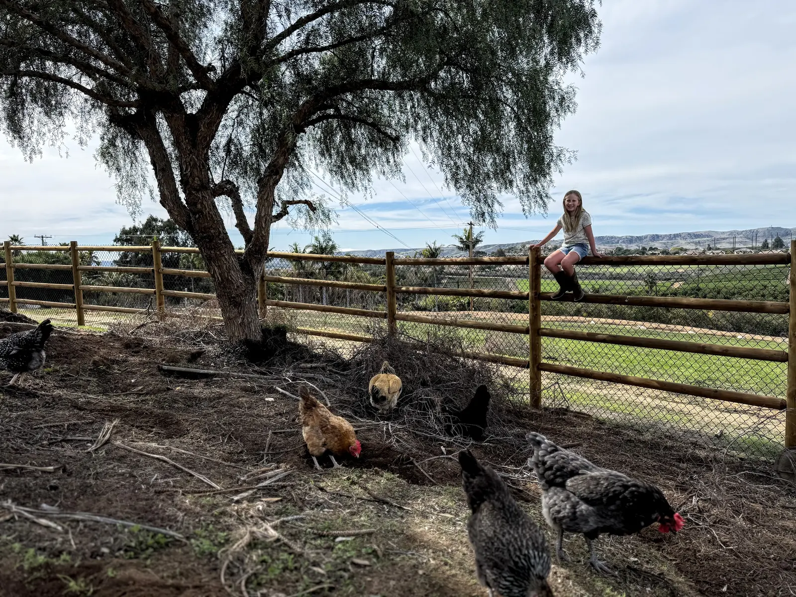Hens scratching and foraging through mulch and cleared brush under a pepper tree while a child sits on the fence above, with the ranch and coastal hills behind at Tradewinds Ranch