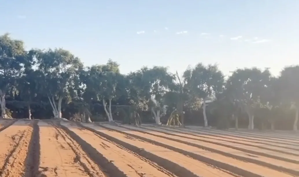 Freshly listed rows of bare red soil at the ranch, waiting to be covered and planted