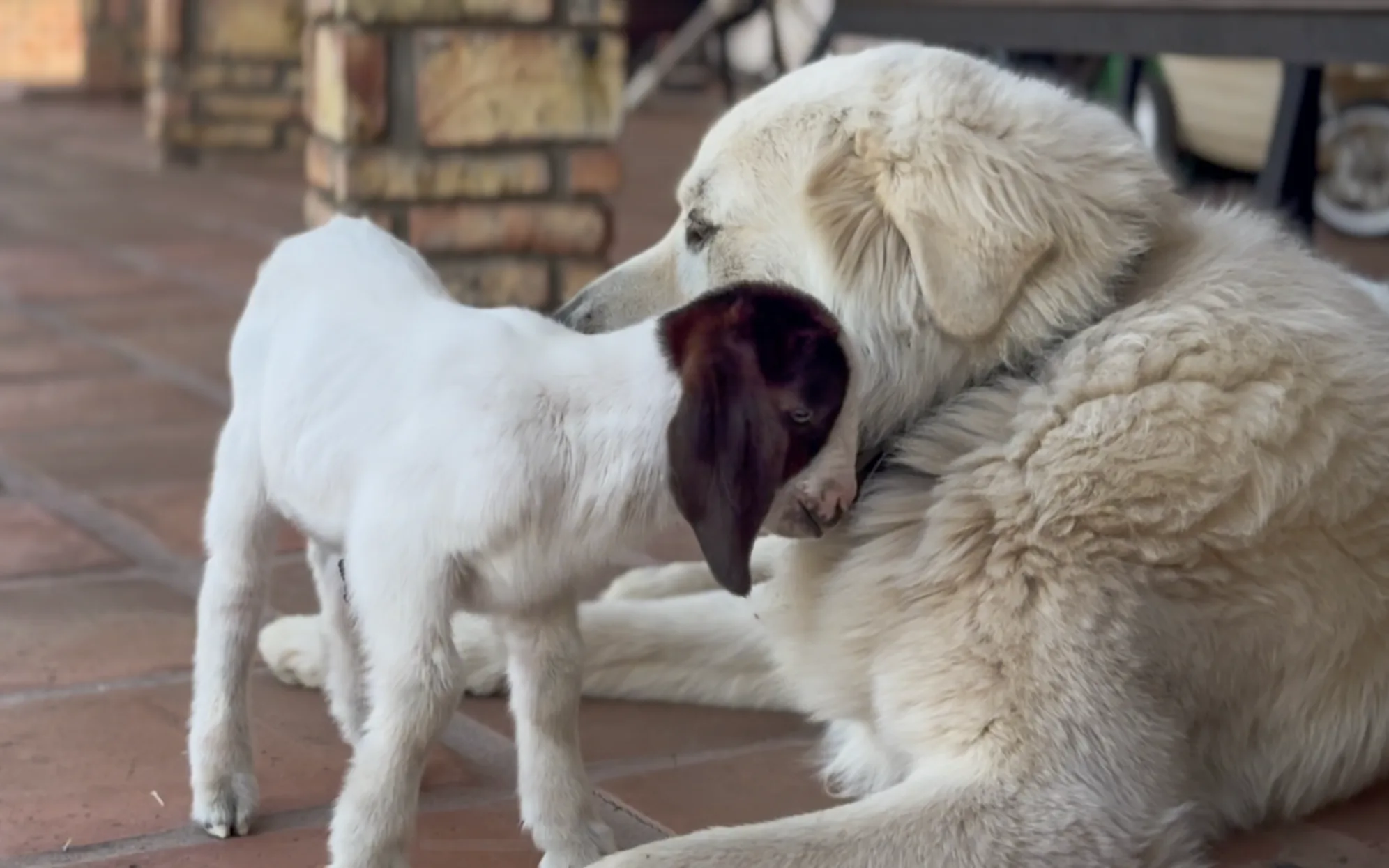 A baby goat nuzzling the ranch's white livestock guardian dog on the tile patio