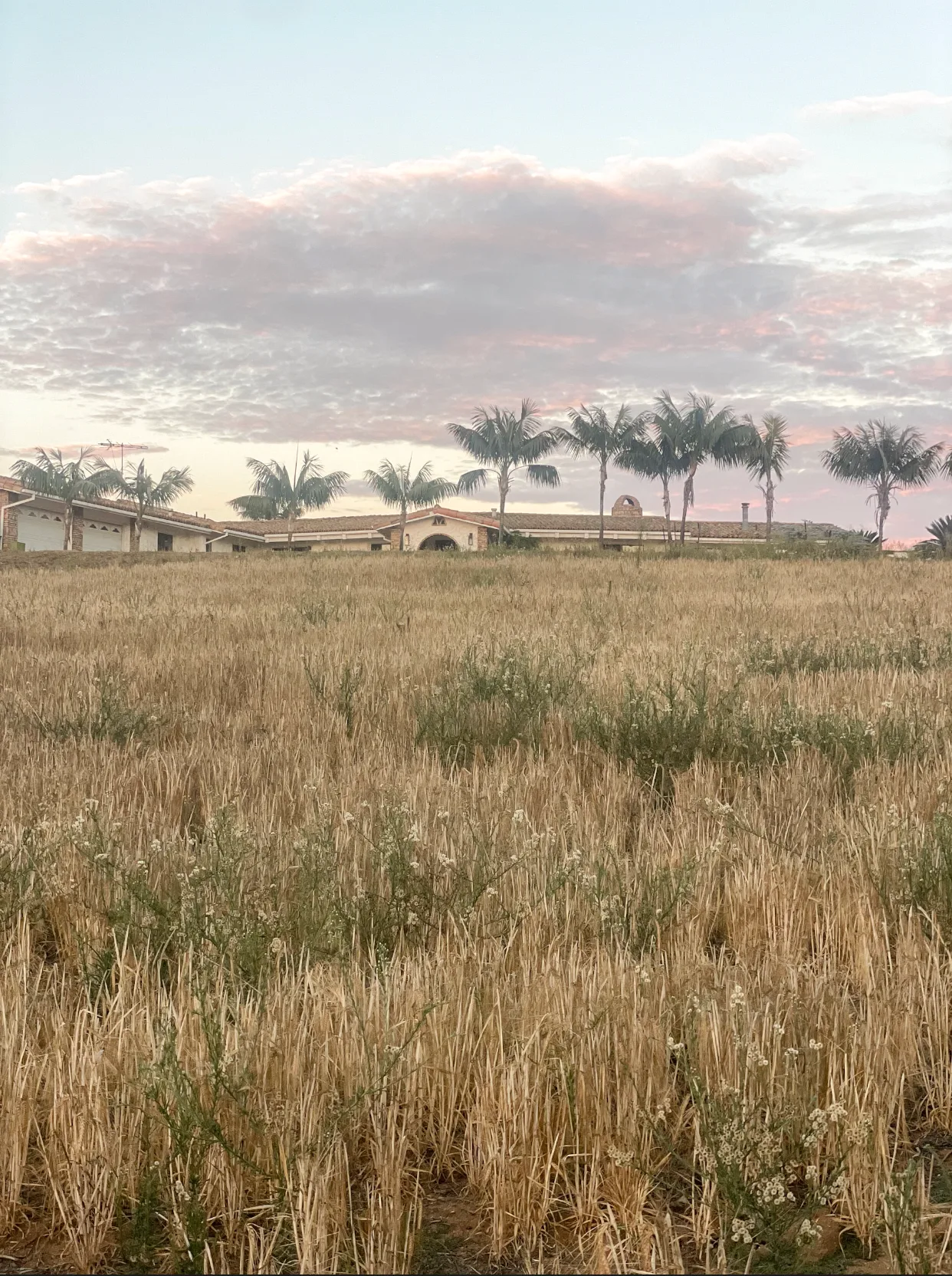 Dry summer grass across the ranch