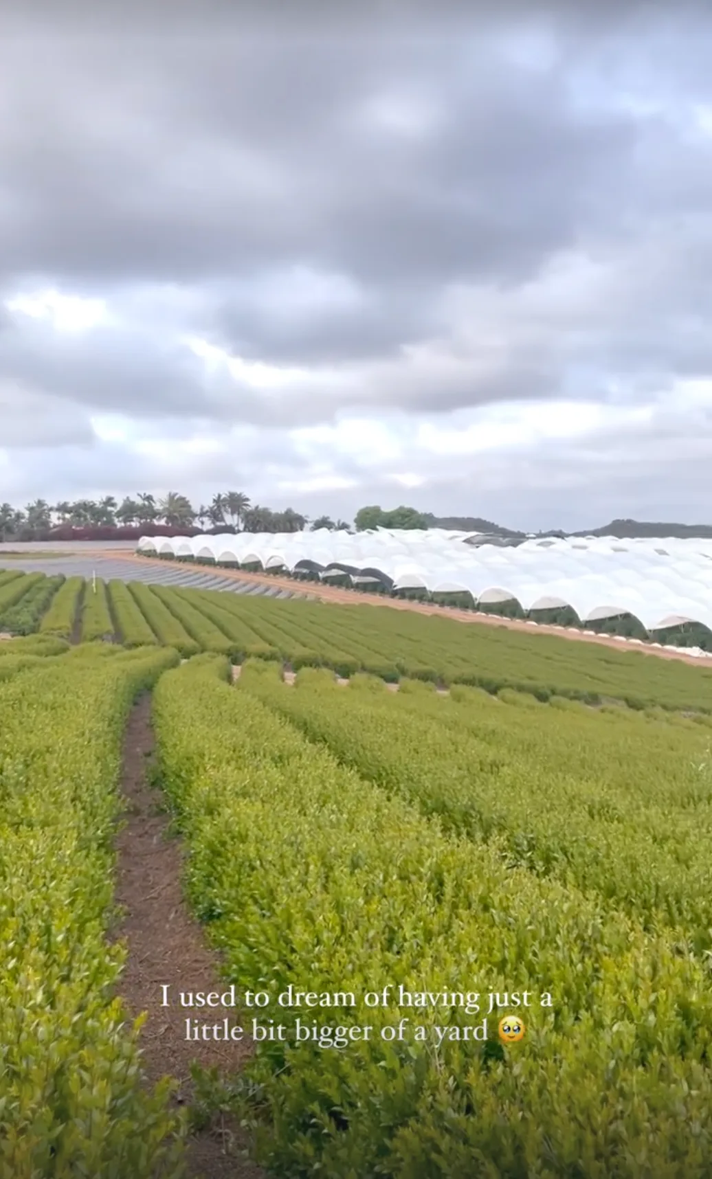 Rows of nursery stock and greenhouses stretching across the valley