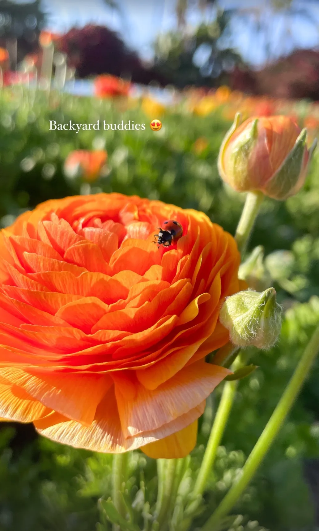 A ladybug resting on an orange ranunculus bloom in the flower field