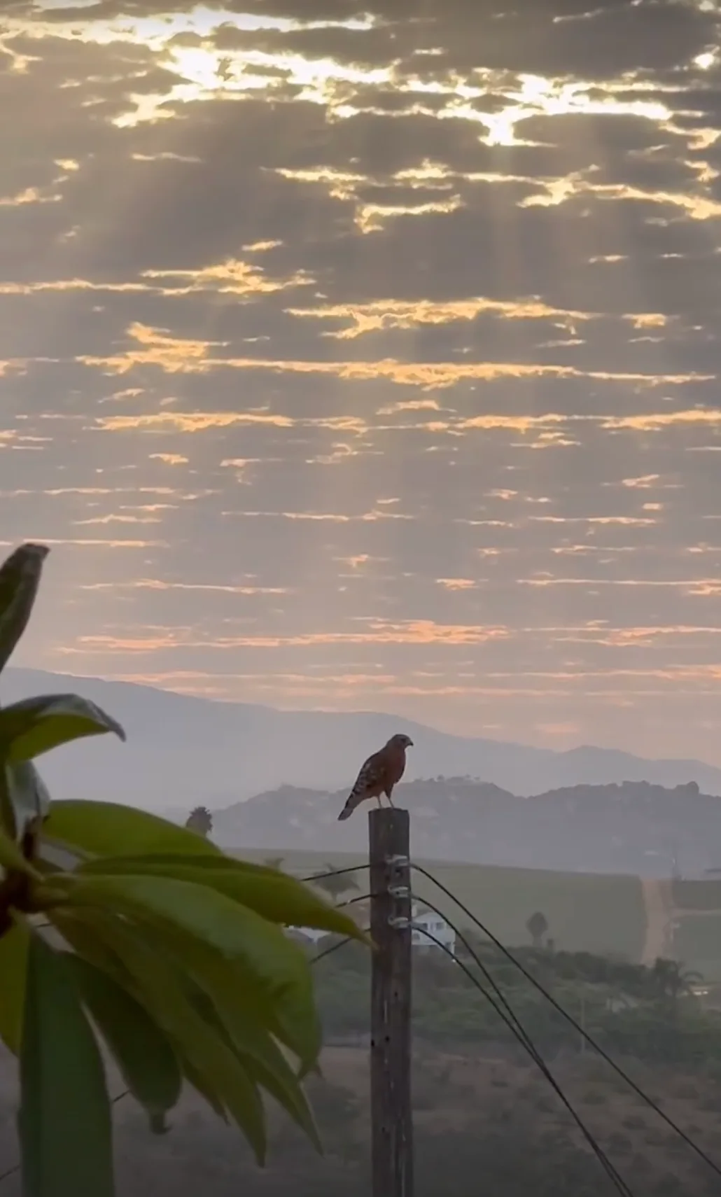 A hawk on a fence post above the valley at sunrise