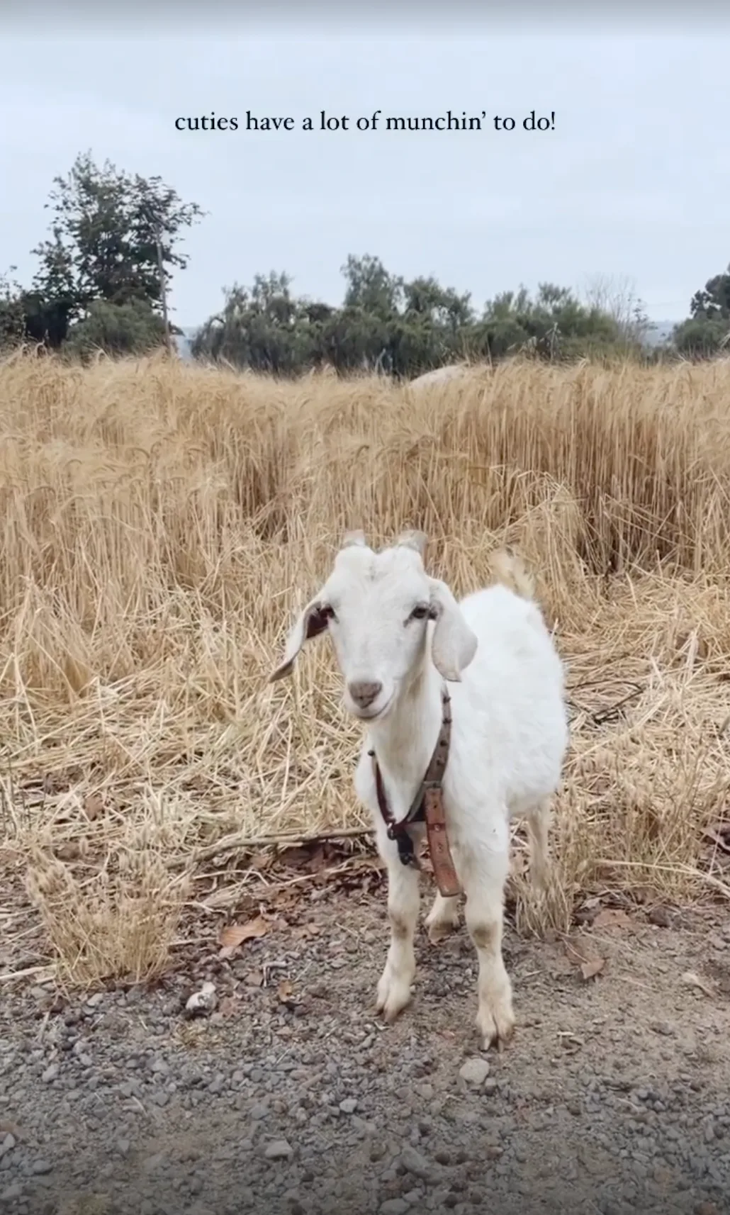 One of the ranch goats standing in the dry summer grass