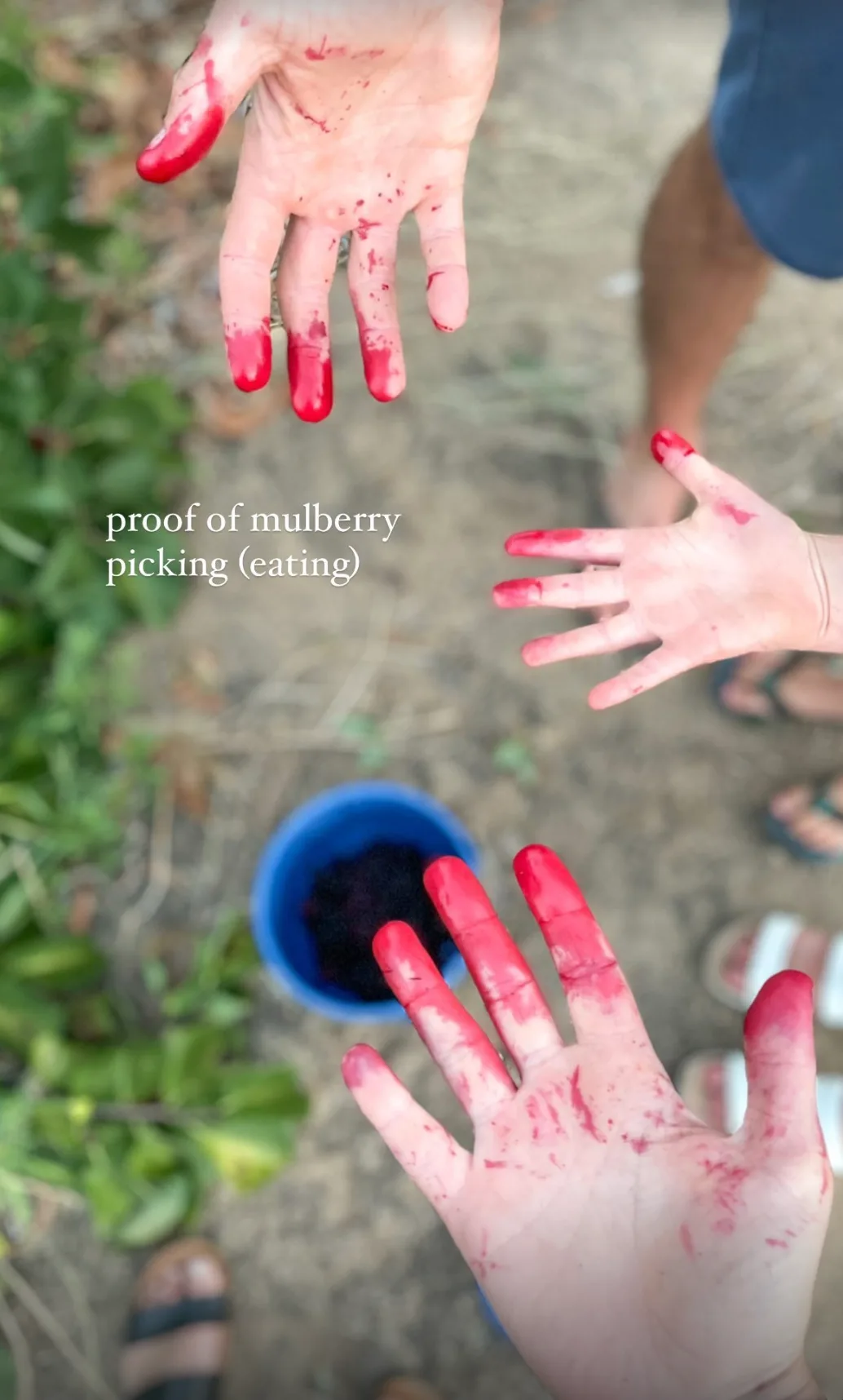 Three pairs of hands stained red from mulberry picking