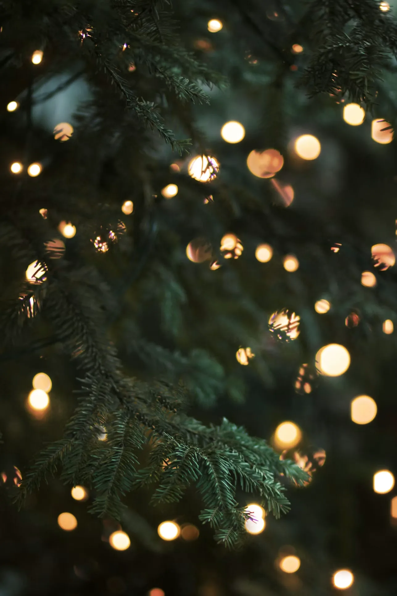 Warm string lights glowing among the branches of a fresh evergreen