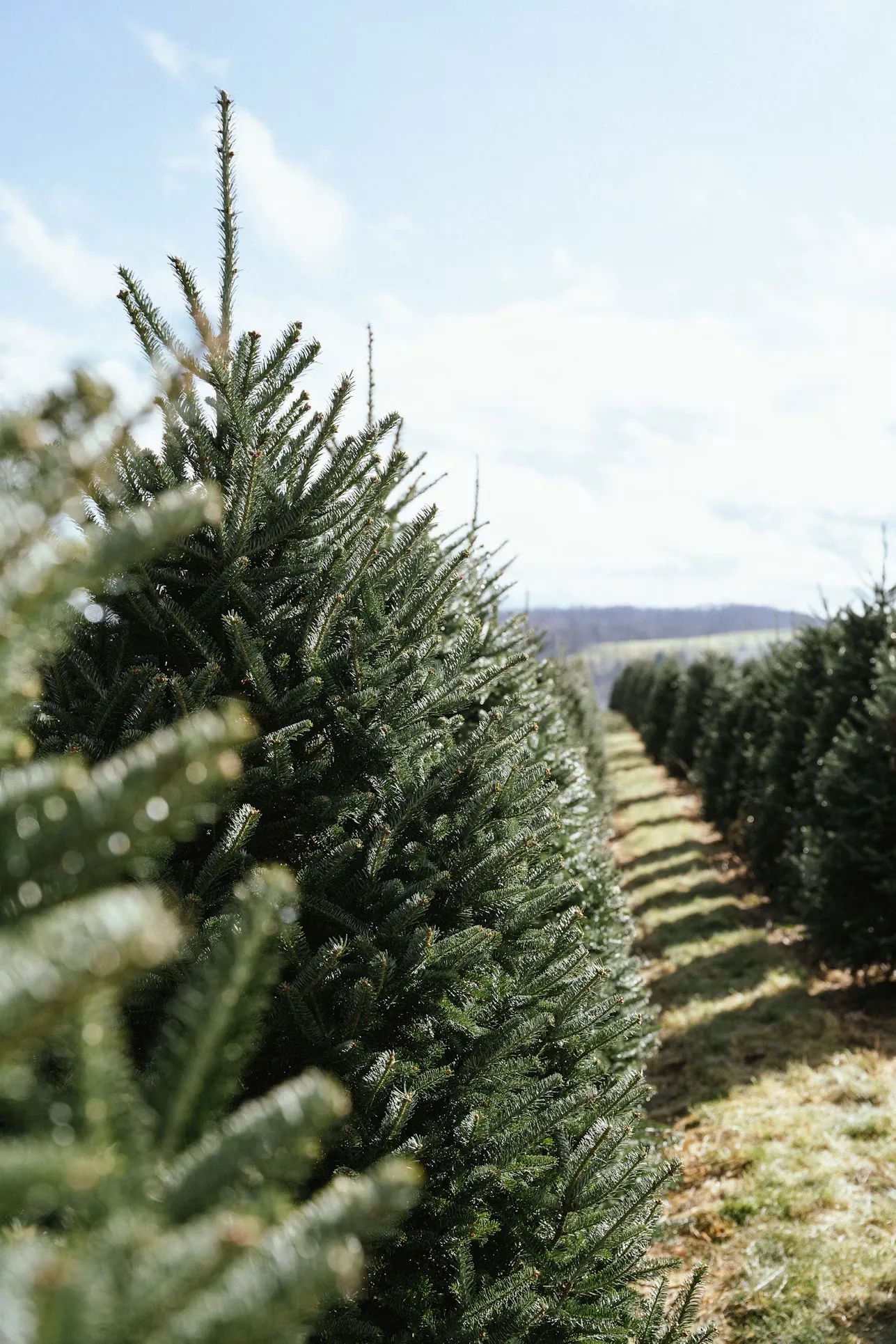 Rows of fresh-cut Fraser firs standing in a field under a bright winter sky