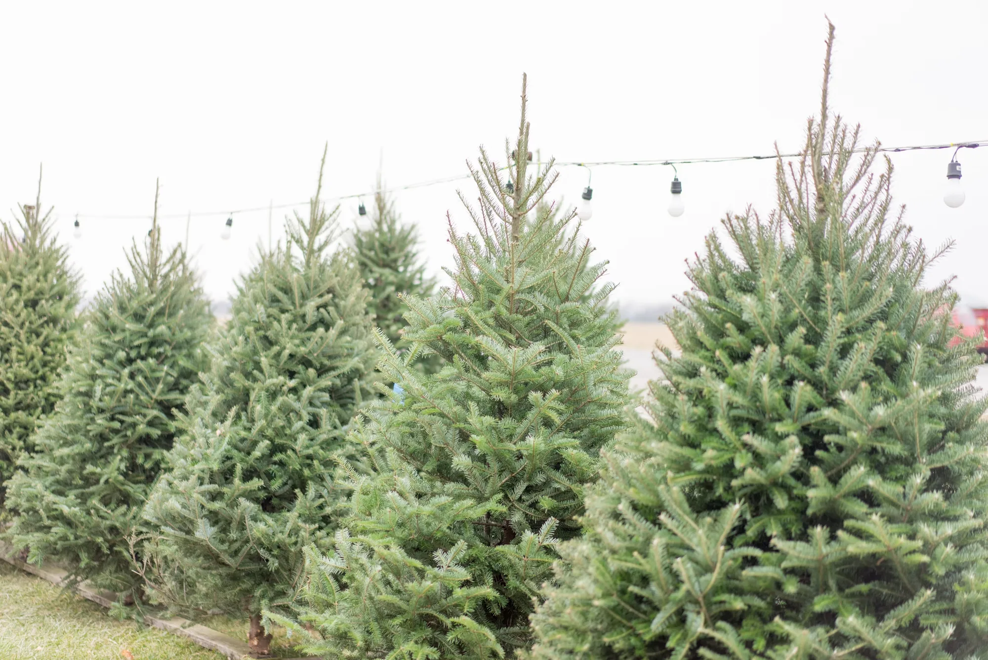 A grove of fresh Christmas trees standing under a run of string lights