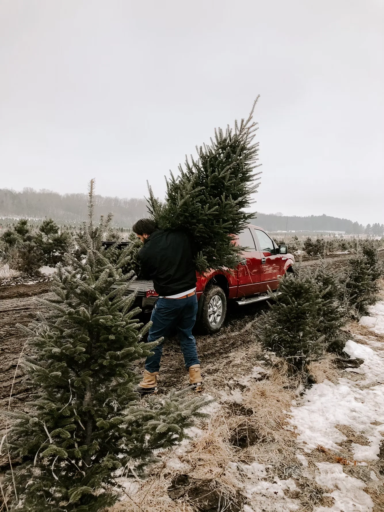 A man carrying a fresh-cut tree on his shoulder to a red pickup truck at the tree farm