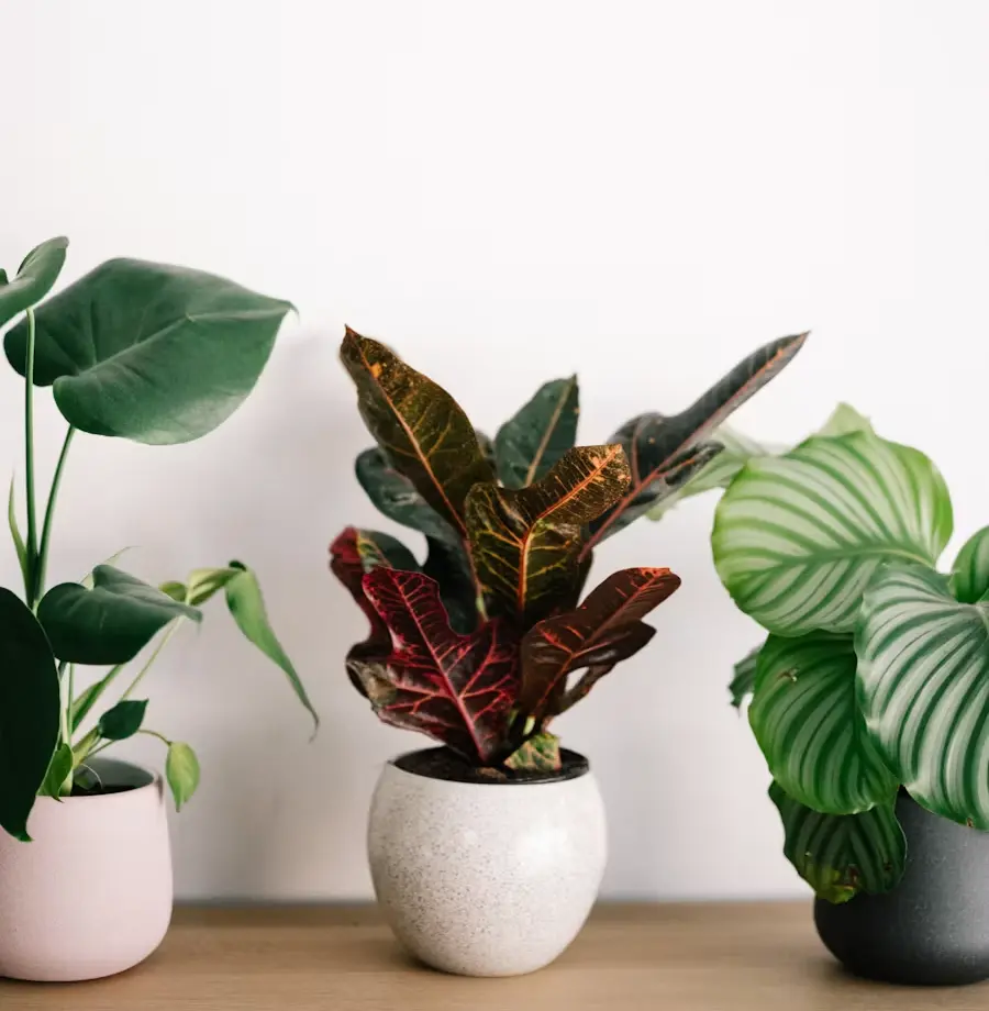 Easy-care house plants in pots: a philodendron, a croton, and a calathea