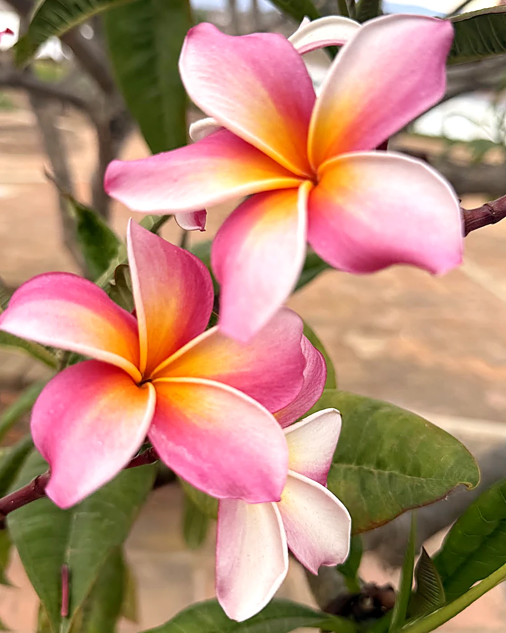 Soft pink and coral plumeria blooms with a yellow center