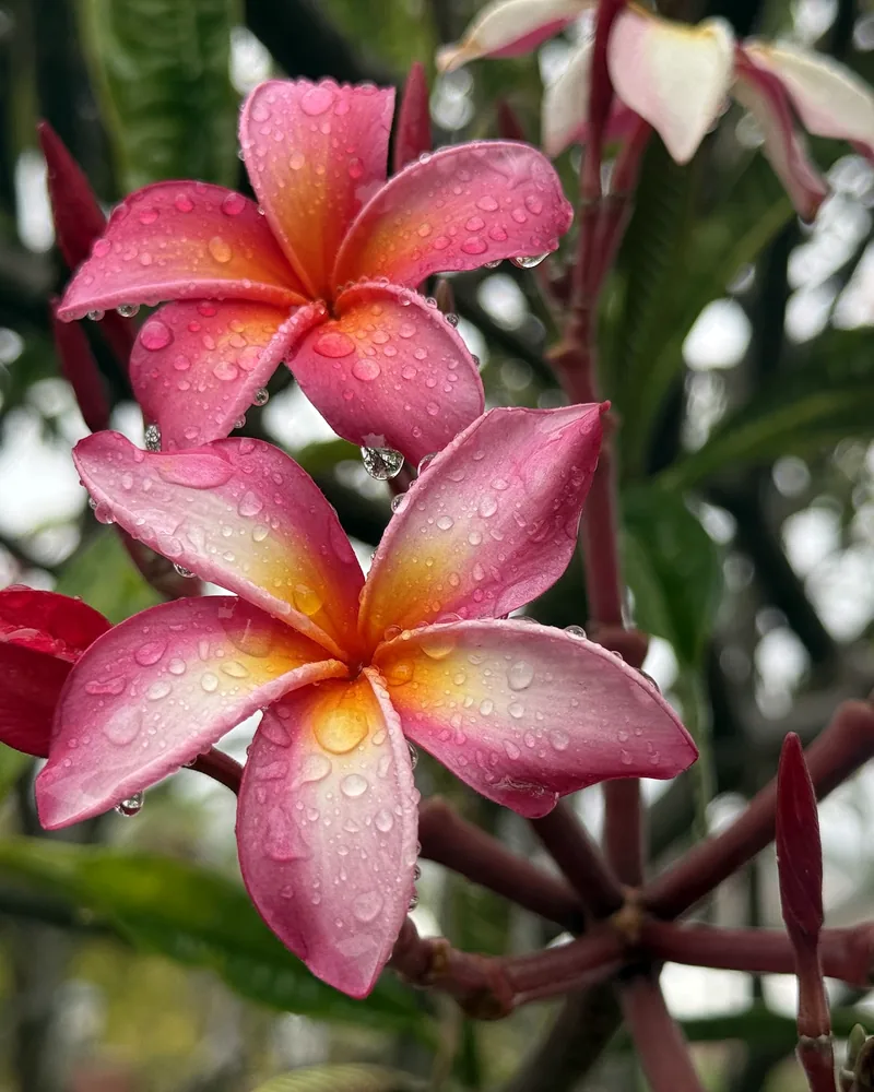 Coral pink plumeria blooms with golden centers, beaded with rain