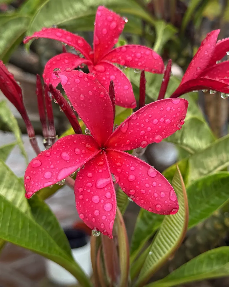 A vivid ruby-red plumeria bloom covered in raindrops