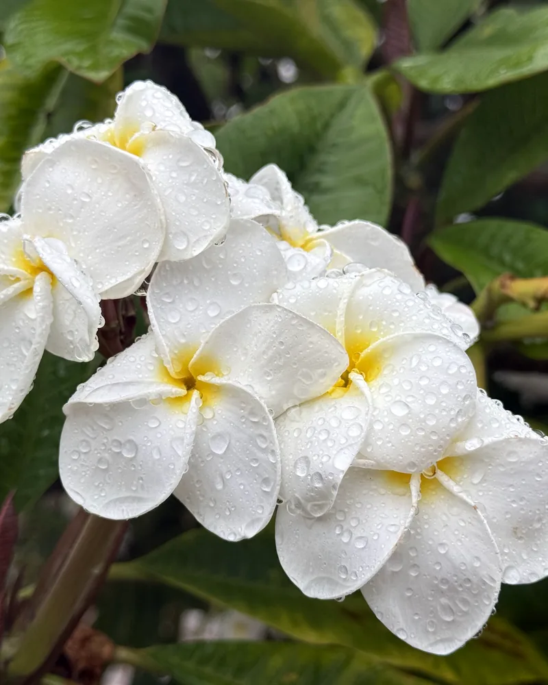 White and gold plumeria blooms beaded with raindrops