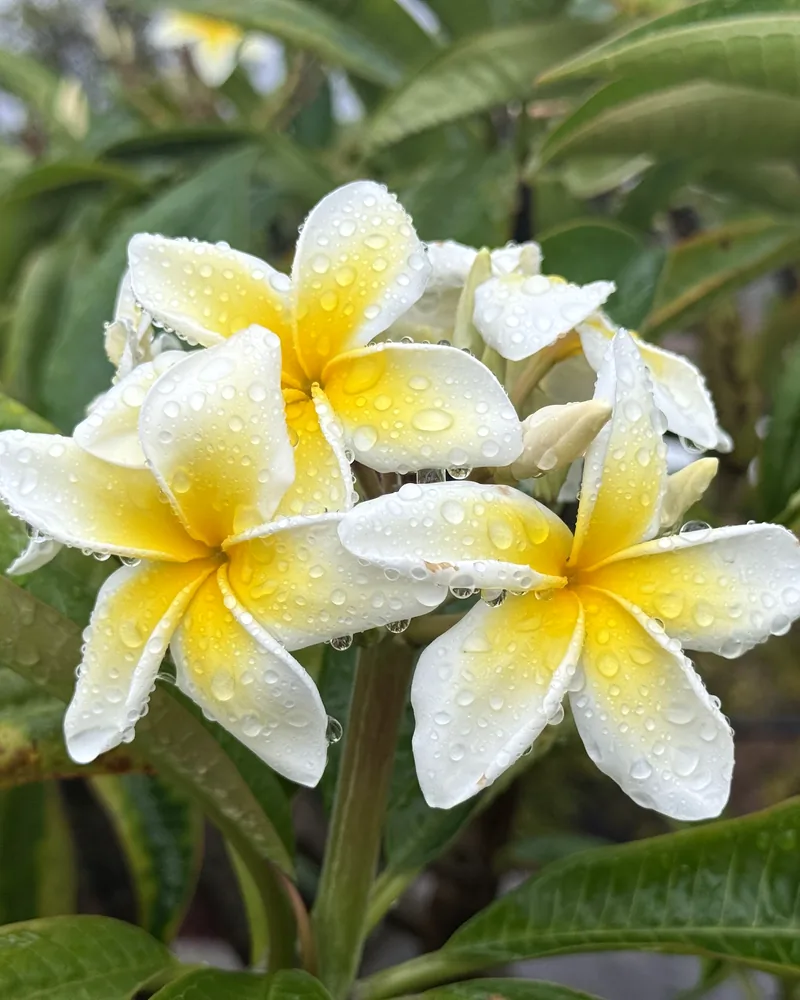 Golden yellow plumeria blooms edged in white, covered in raindrops