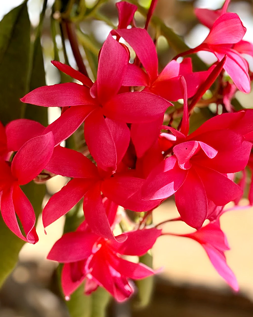 Vivid ruby-red star-shaped plumeria blooms