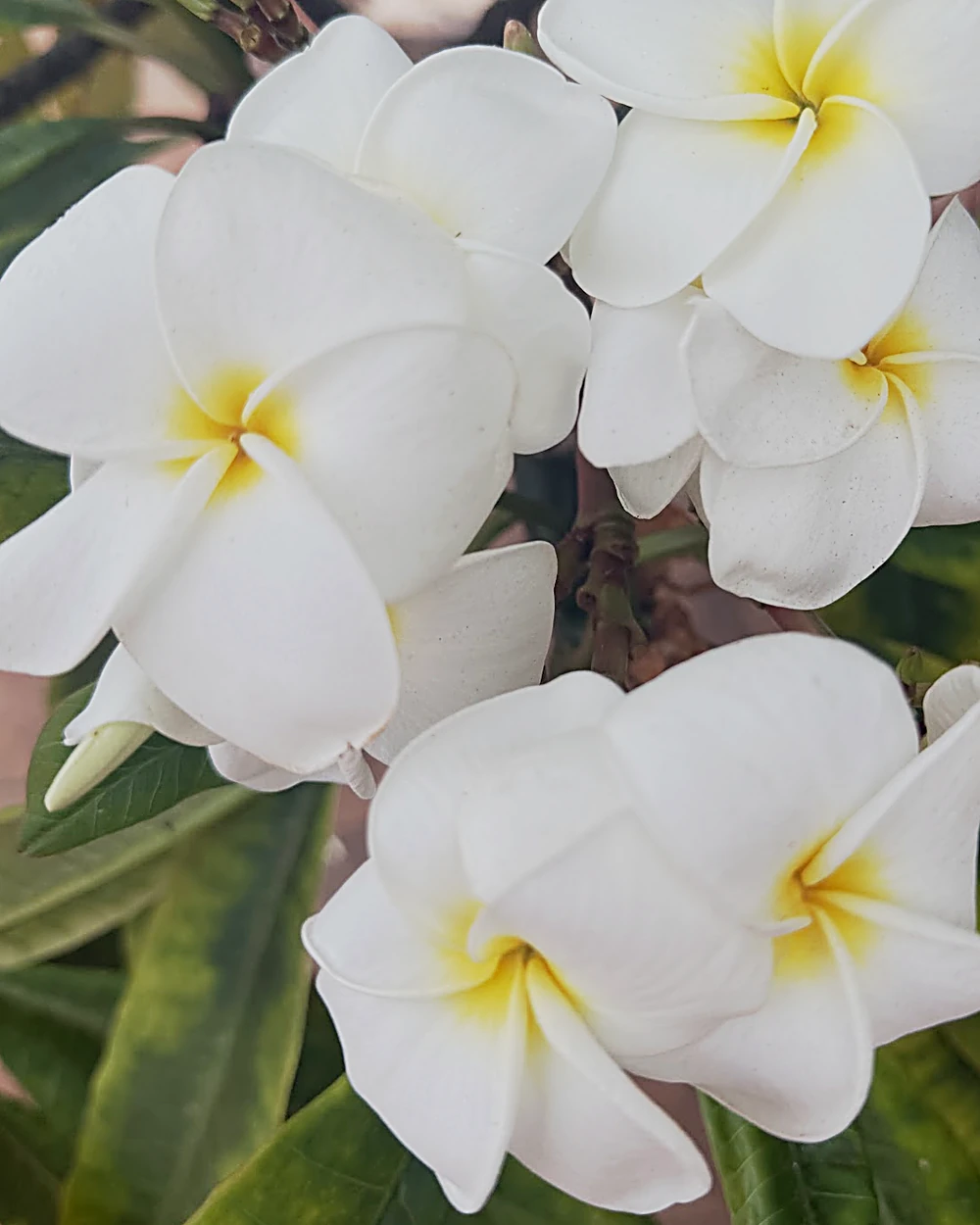 White plumeria blooms with a golden-yellow center