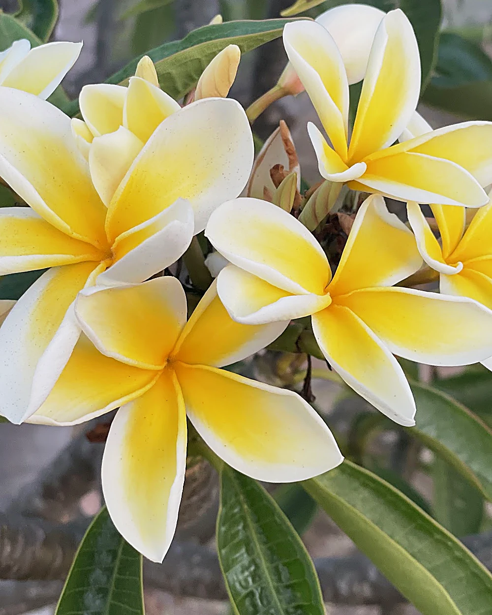 A cluster of golden yellow plumeria blooms edged in white