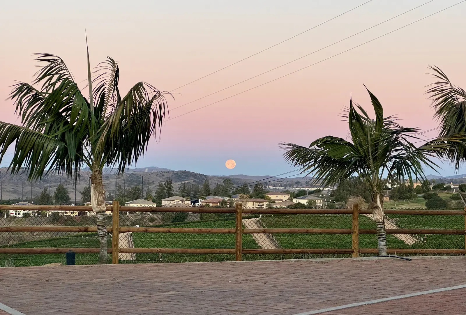The full moon setting low over the mountains at dawn beyond Tradewinds Ranch, a pink and lavender sky, framed by two palm trees above the valley and farm fields