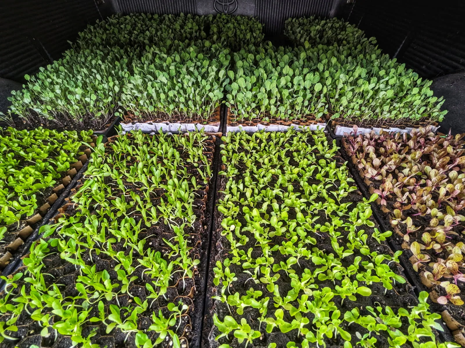 Trays of lettuce and brassica seedlings loaded in the truck bed, ready to plant