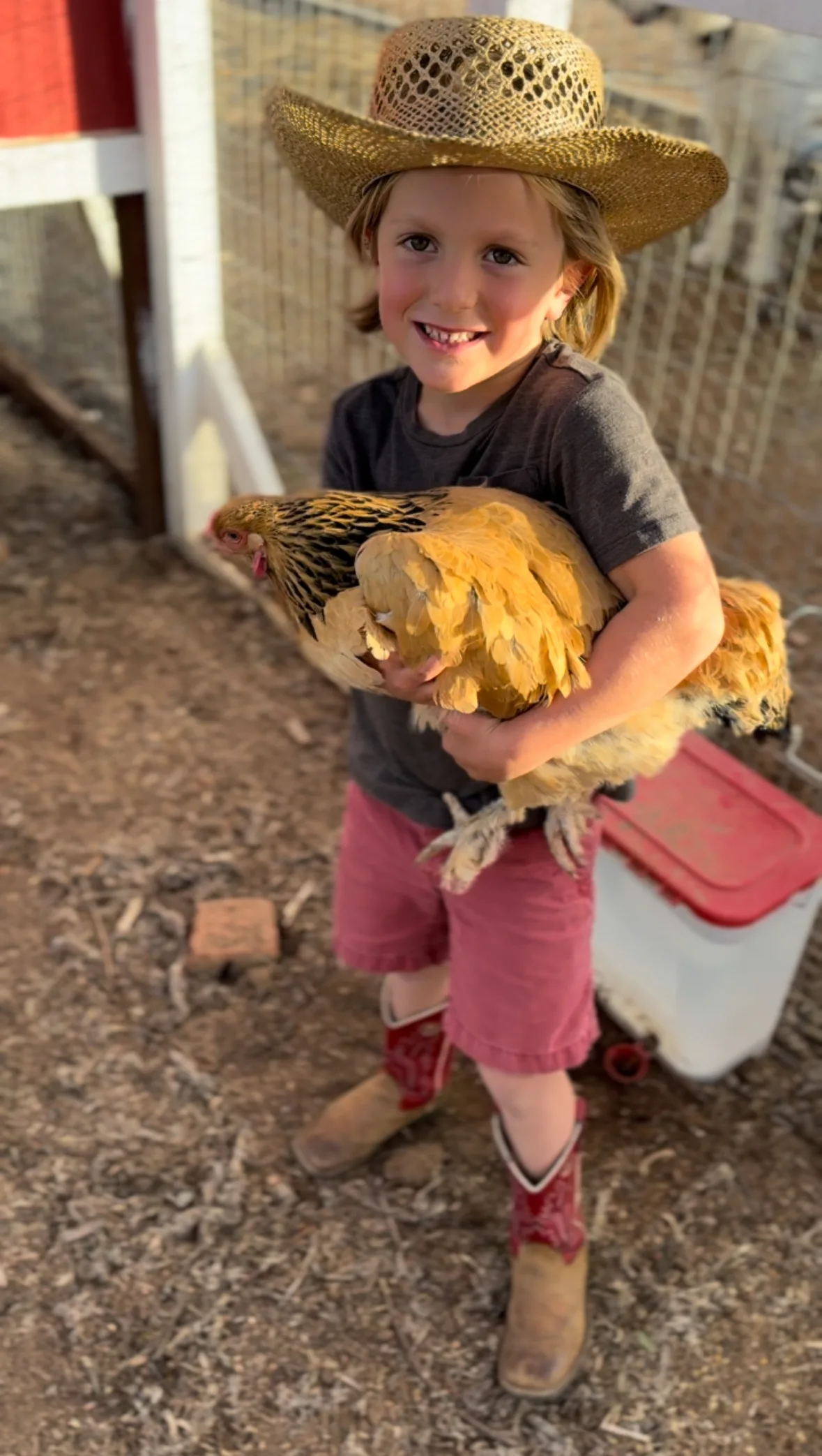 Our son in a straw hat and cowboy boots holding a buff hen outside the coop