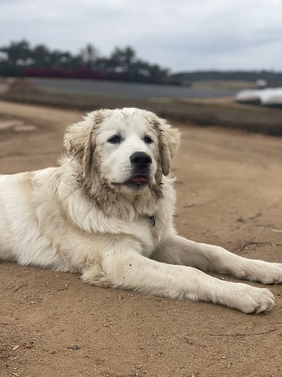 Trooper, the family’s Great Pyrenees puppy, at Tradewinds Ranch