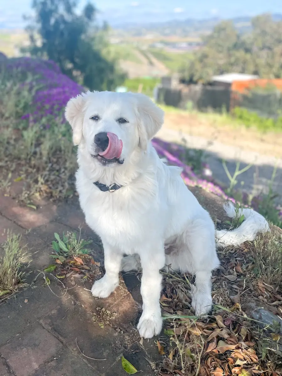 Trooper, the family’s Great Pyrenees puppy, at Tradewinds Ranch