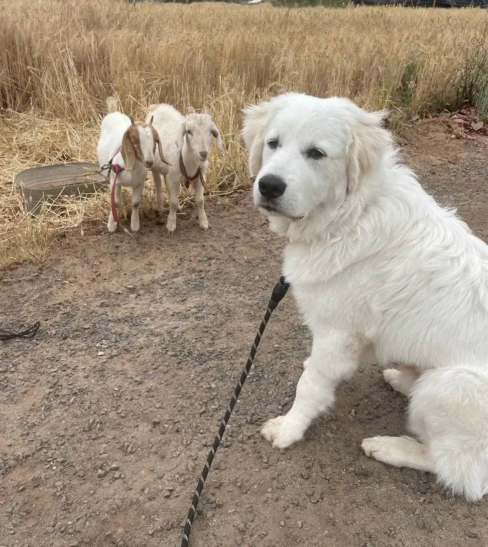 Trooper, the family’s Great Pyrenees puppy, at Tradewinds Ranch
