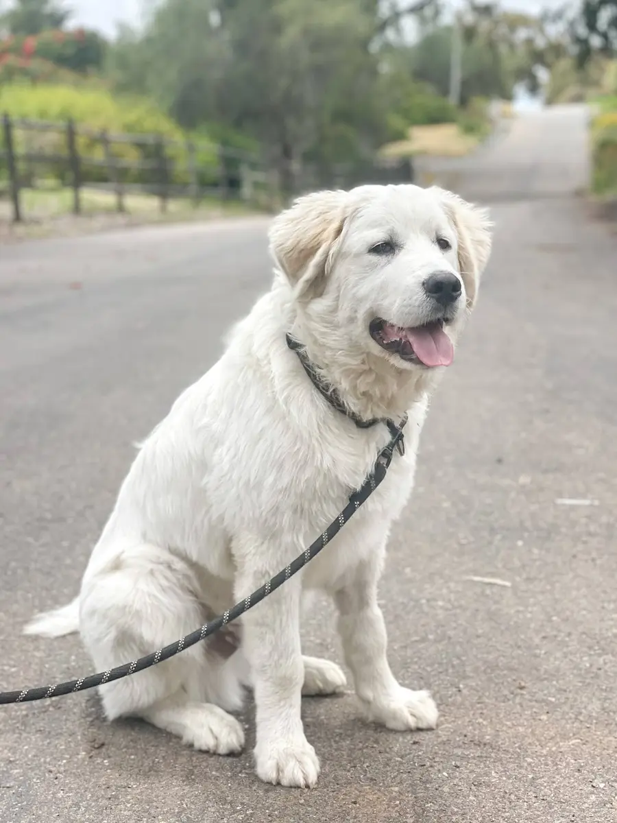 Trooper, the family’s Great Pyrenees puppy, at Tradewinds Ranch
