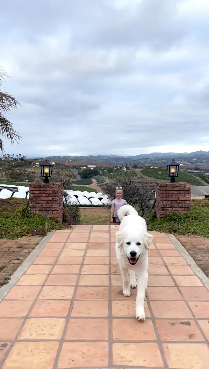 Trooper, the family’s Great Pyrenees puppy, at Tradewinds Ranch