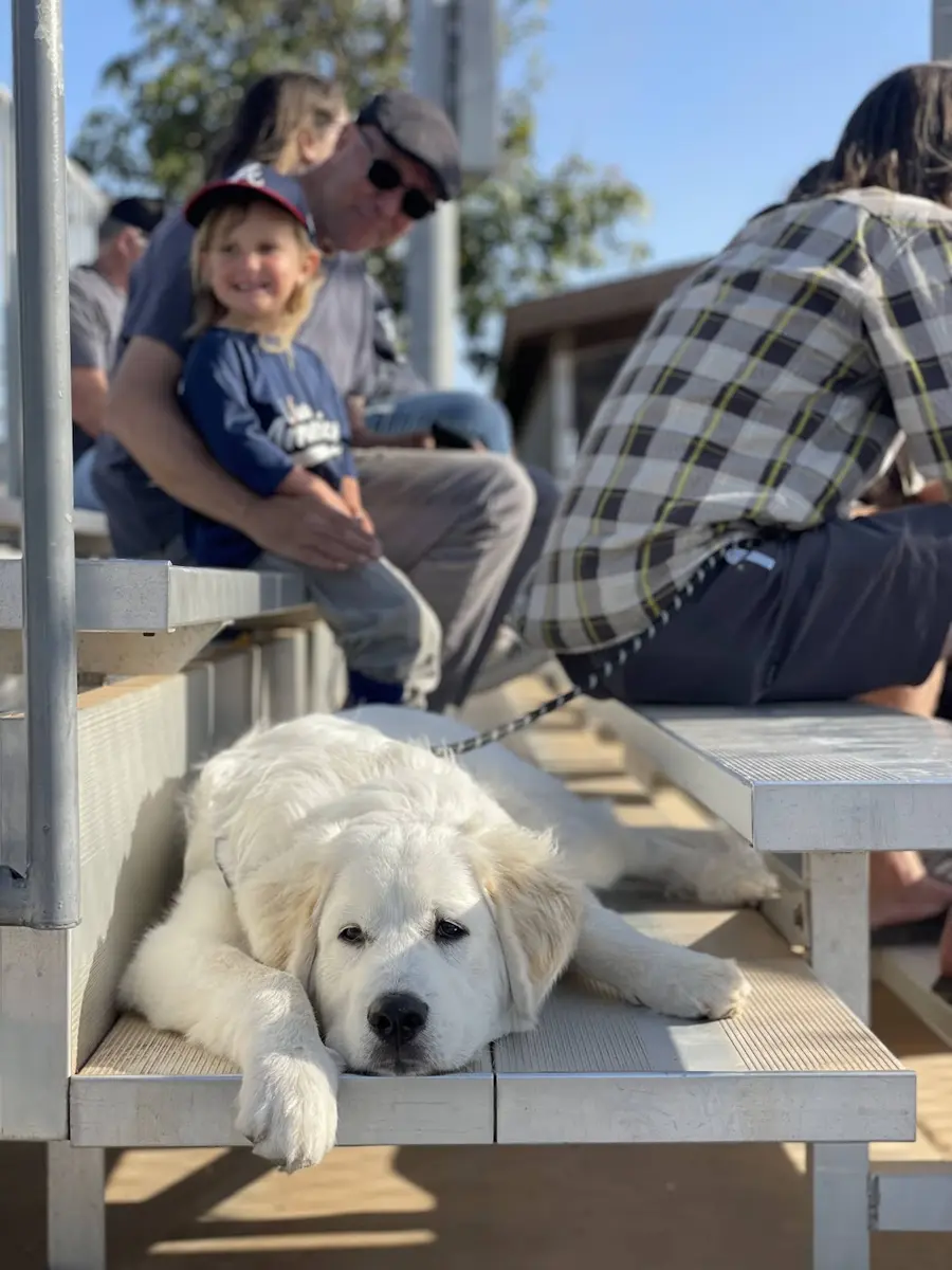 Trooper, the family’s Great Pyrenees puppy, at Tradewinds Ranch