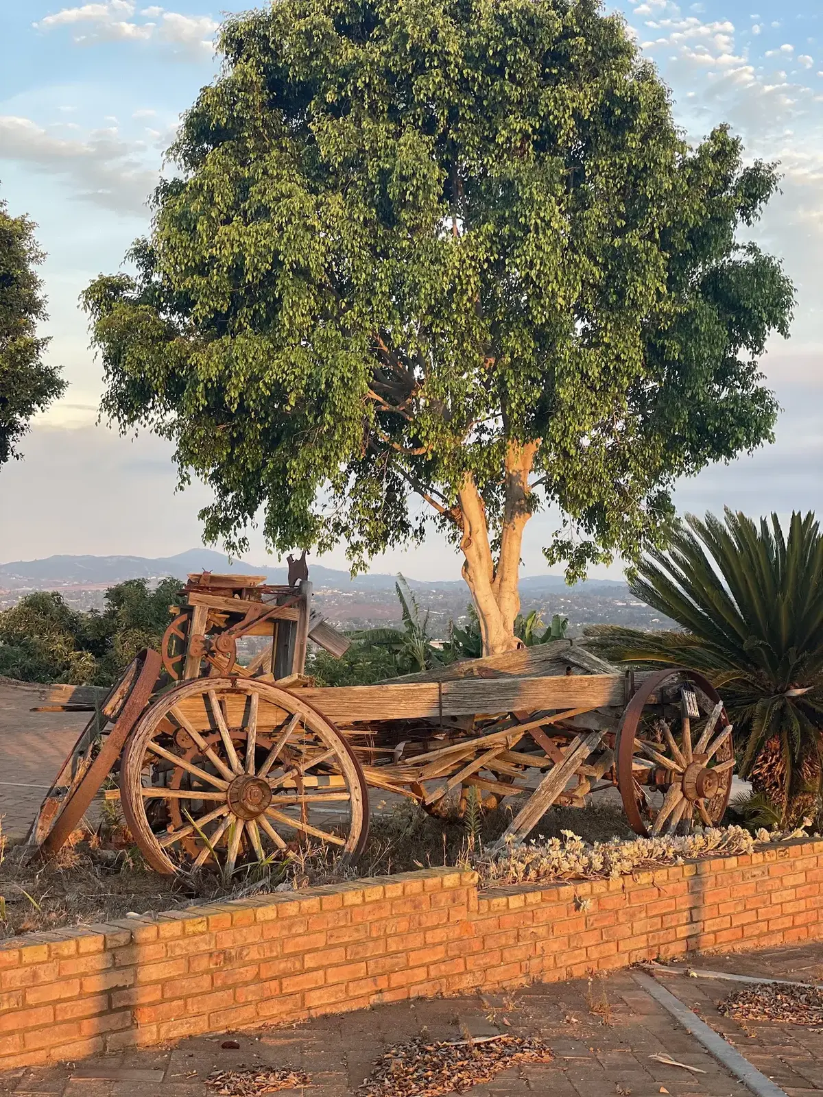 The 200-year-old farm wagon today, a monument under the ficus tree at Tradewinds Ranch